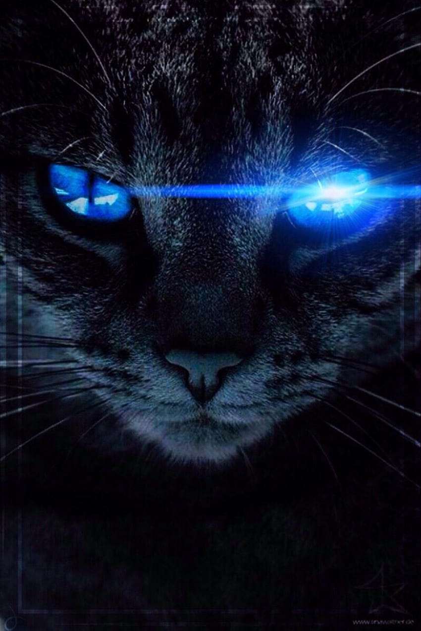 Czarny kot, niebieskie oczy, kot o niebieskich oczach Tapeta na telefon HD