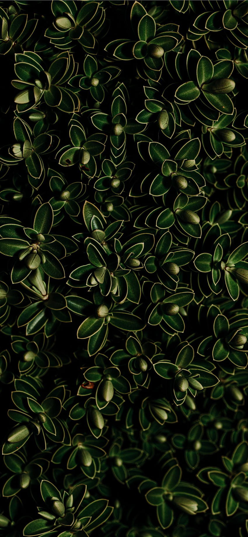 grüne Blattpflanze iPhone X, Pflanzenästhetik HD-Handy-Hintergrundbild