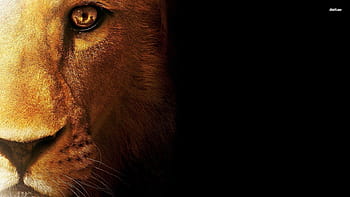 Beautiful Bob Marley Lion Wallpaper narnia quotes aslan quotesgram