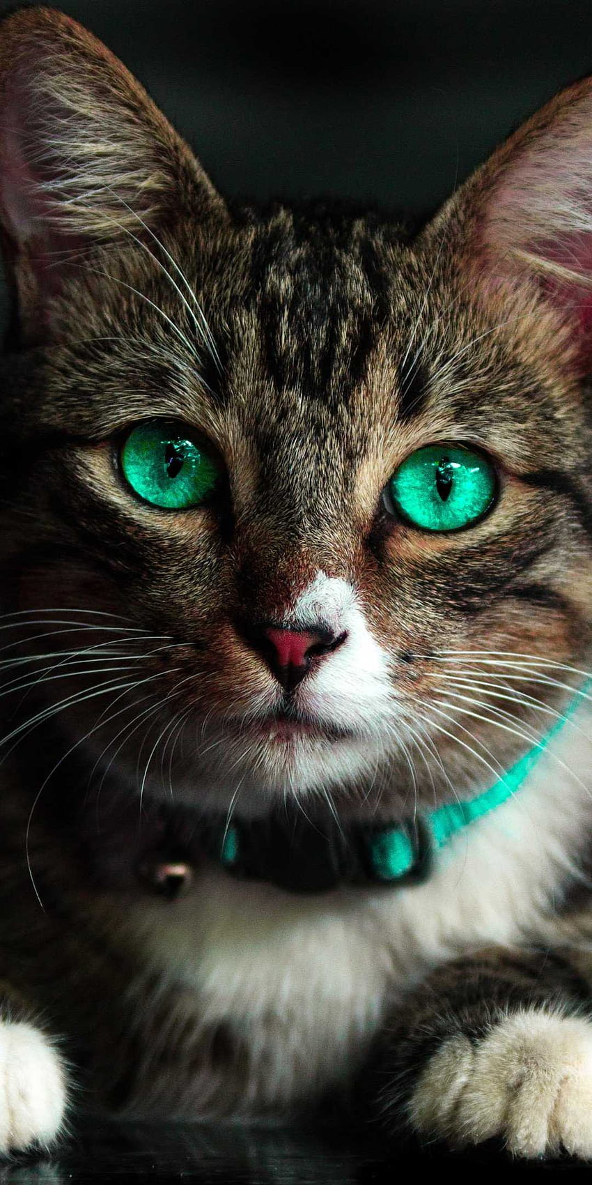 Котешки зелени очи, котешки андроид HD тапет за телефон
