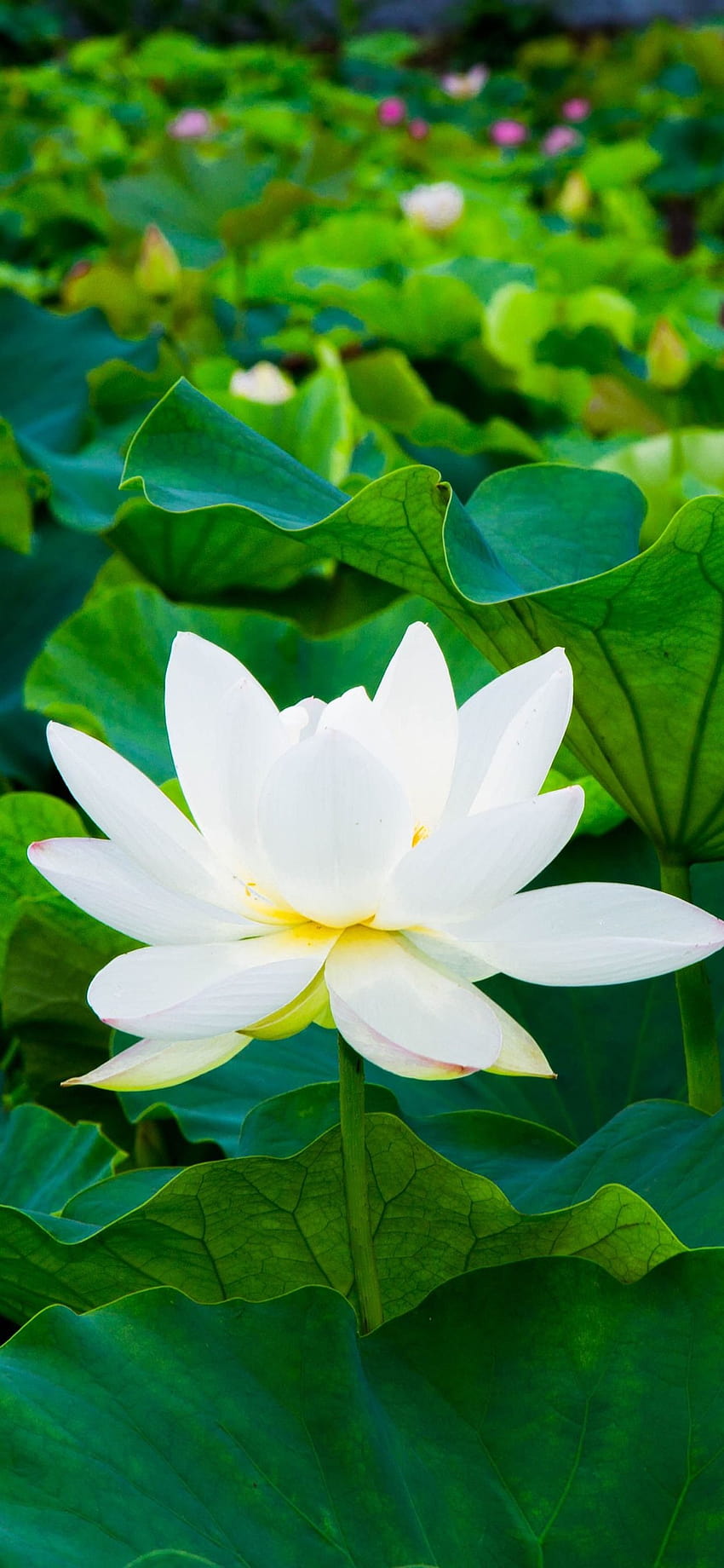 Beyaz lotus, yeşil yapraklar, çiçekler 1242x2688 iPhone 11 Pro/XS Max, yeşil lotus HD telefon duvar kağıdı