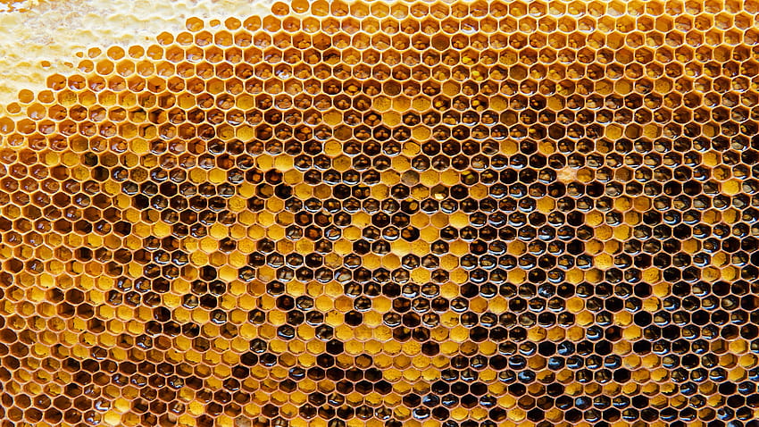 Découvrez l'apiculture Fond d'écran HD