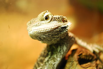 Animal Bearded Dragon 4k Ultra HD Wallpaper