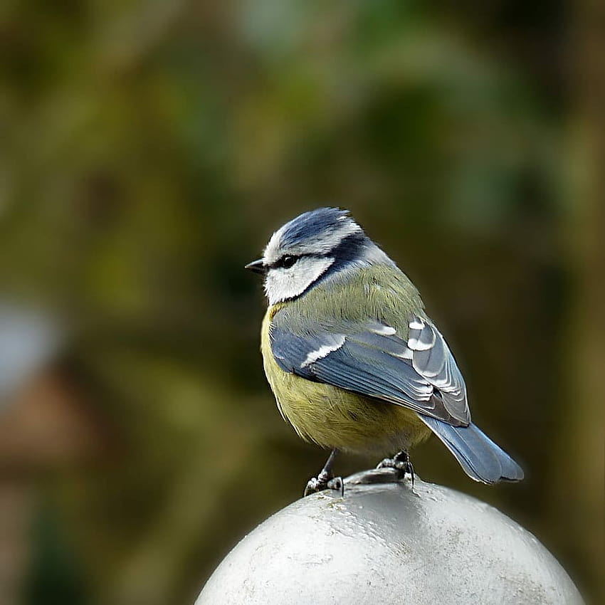 Птица синя сойка, кацнала върху сребърна топка, природа, евразийски син синигер HD тапет за телефон