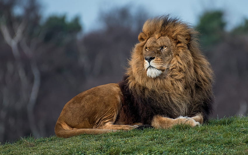 ライオン、捕食者、野生動物、大きなライオン、危険な動物、強力な動物、解像度 2880x1800 のアフリカ。 高品質、 高画質の壁紙