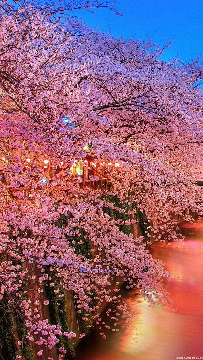 Cherry blossoms, черешов цвят android HD тапет за телефон