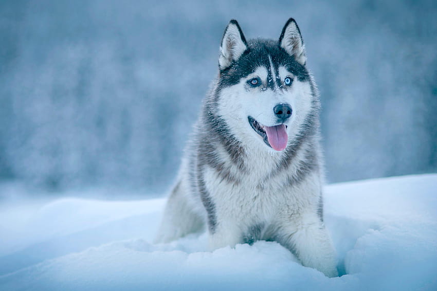 50 Siberian Husky [], cachorro husky de invierno fondo de pantalla