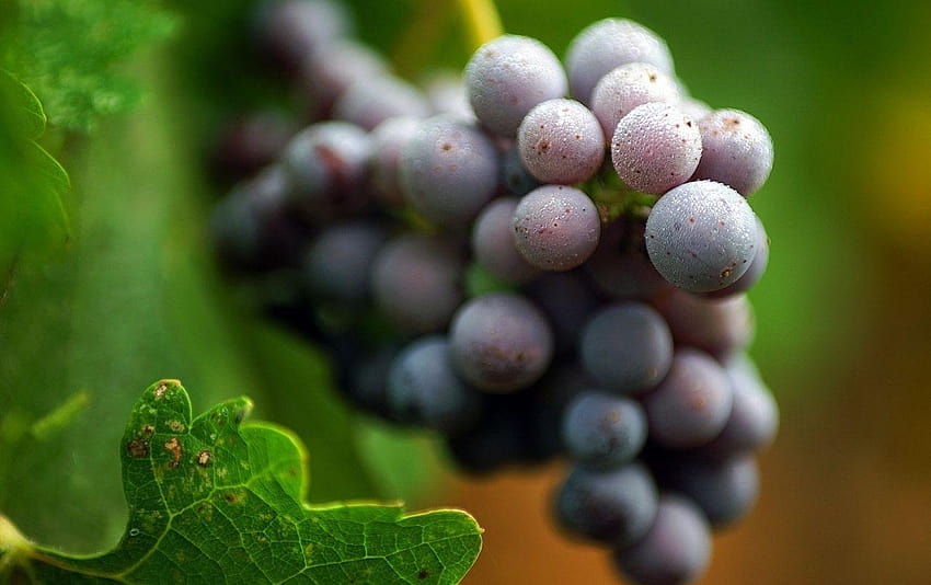 Purple Grapes Macro HD wallpaper | Pxfuel