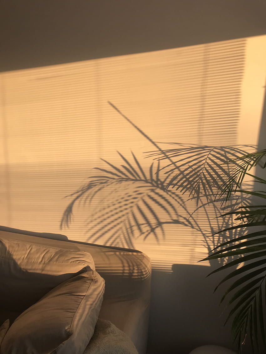 Aesthetic golden hour yellow chill, aesthetic for room HD phone wallpaper