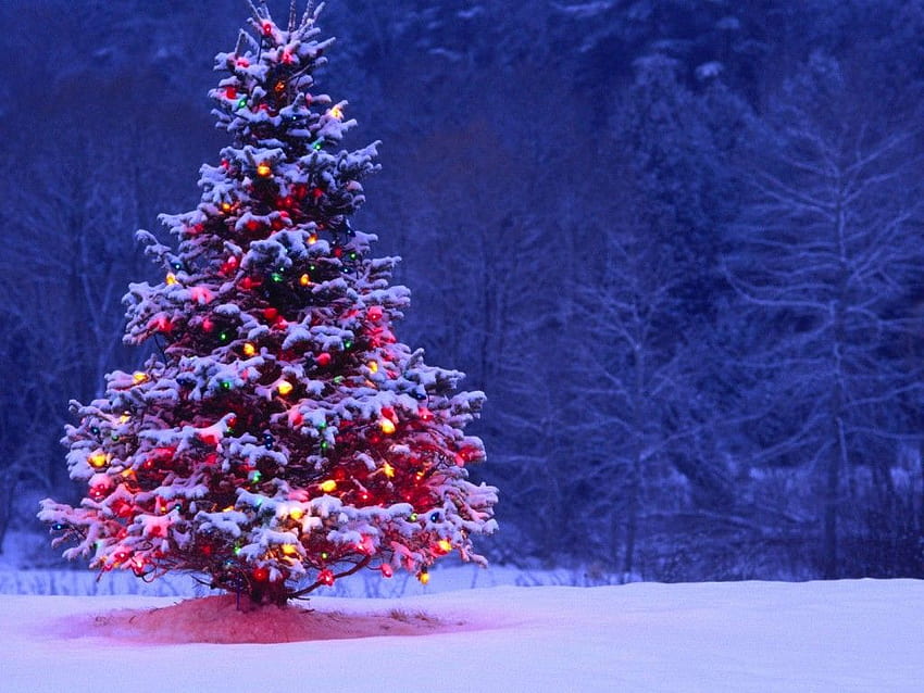 光で覆われた雪に覆われたクリスマス ツリー: 高解像度、高解像度、審美的なクリスマス iPad 高画質の壁紙