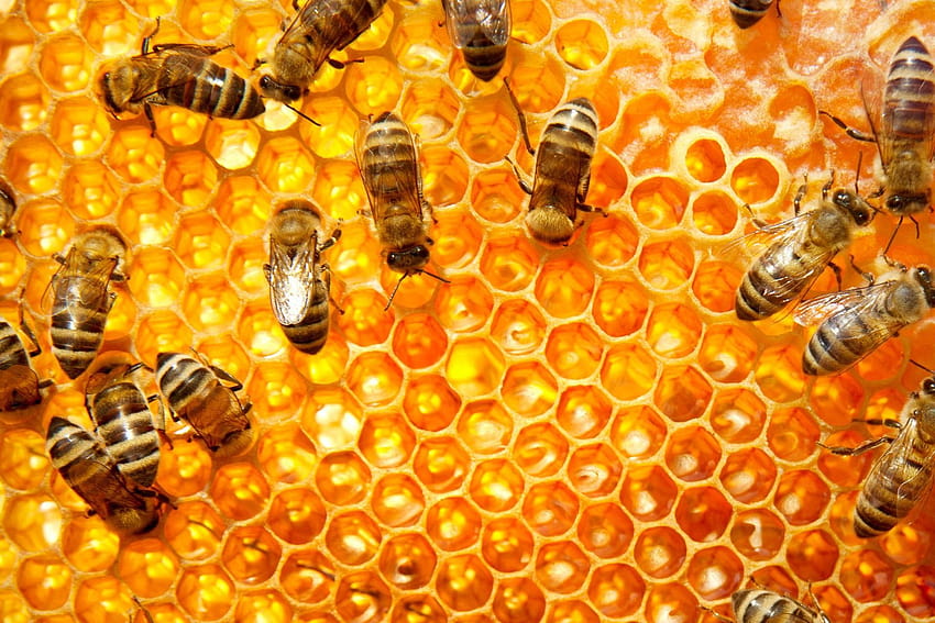 Abelha coletando mel, colméia papel de parede HD