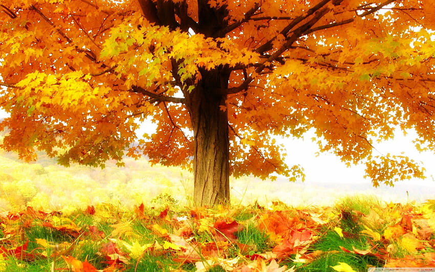 Anime Autumn Scenery Wallpaper Download | MobCup