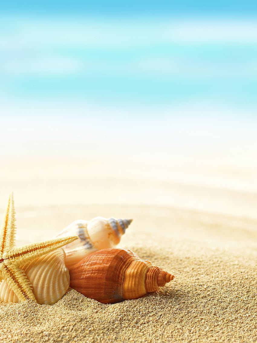 sea beach sand seashells shells summer, sand summer HD phone wallpaper