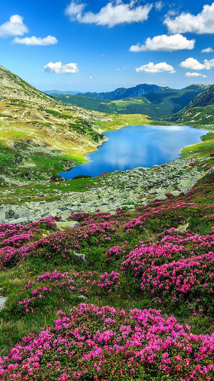 Flores de rododendros e lagos de montanha Bucura, montanhas Retezat nos Cárpatos, Romênia, parque nacional retezat Papel de parede de celular HD