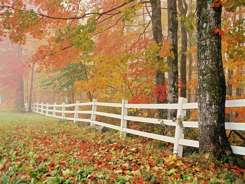 Backgrounds : Cool Romantic, fall nature backgrounds HD wallpaper