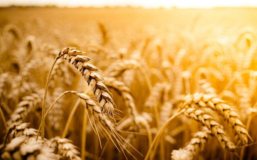 Макро пшенично поле слънце природа, полета с пшеница HD тапет
