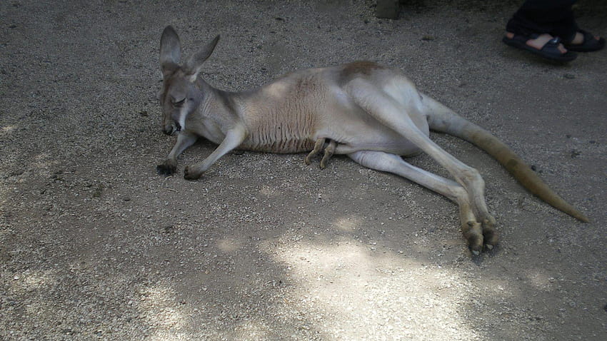 Kangaroos : Animal Aussie Australia Joey Baby Kangaroo HD wallpaper