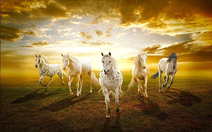 Beautiful Horses in Sunset Para PC y Móvil, caballos bonitos fondo de  pantalla | Pxfuel