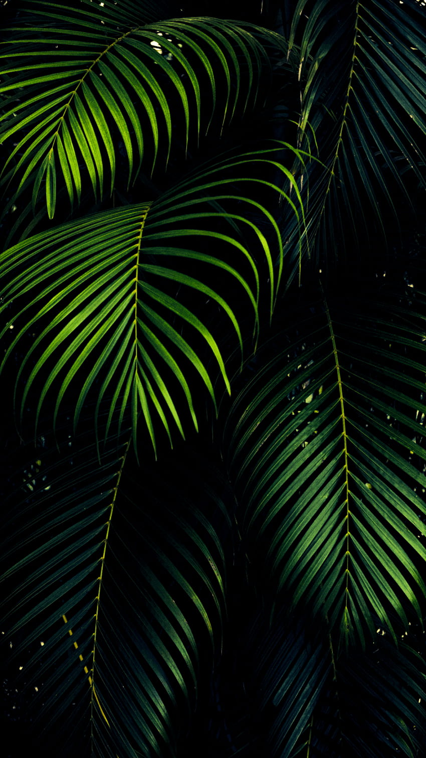 Iphone 11 pro oled HD phone wallpaper | Pxfuel