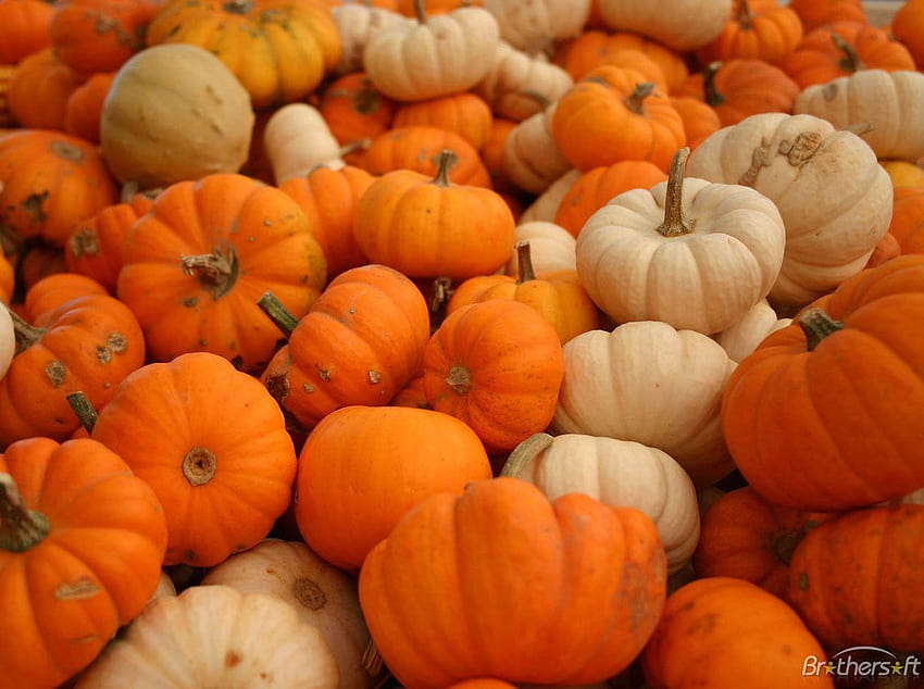 pumpkins and basket HD wallpaper