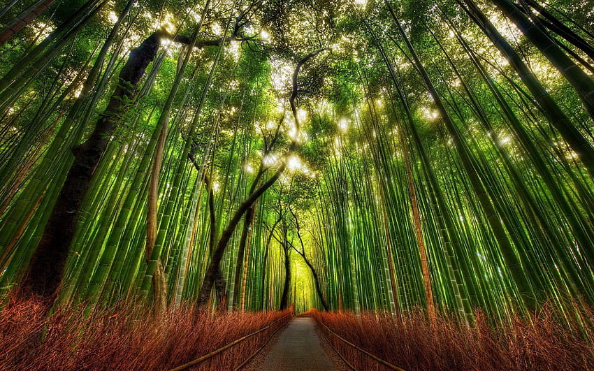 Bamboo Forest Arashiyama, Kyoto HD wallpaper