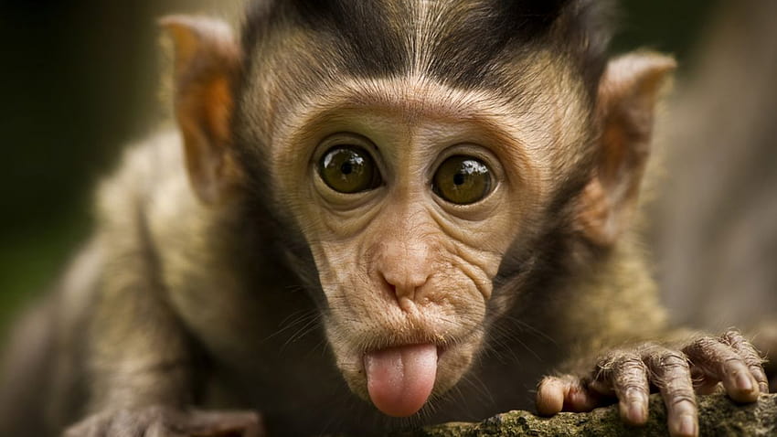 Снимки Funny Monkey Funny Monkey Funny [1400x1000] за вашия, мобилен телефон и таблет, мем маймуна HD тапет