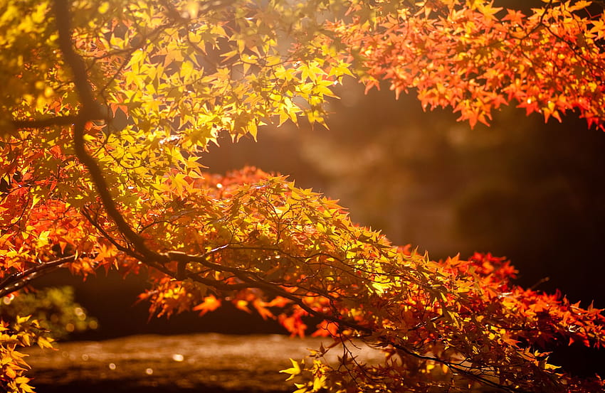 Best 4 Warm Backgrounds on Hip, autumn warmth HD wallpaper