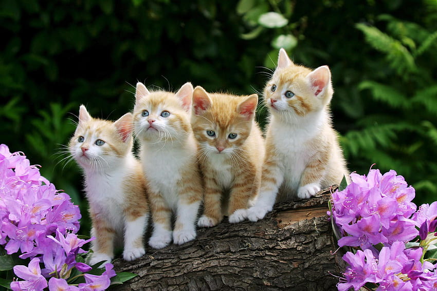 Cute Cat, aesthetic cute baby cat HD wallpaper