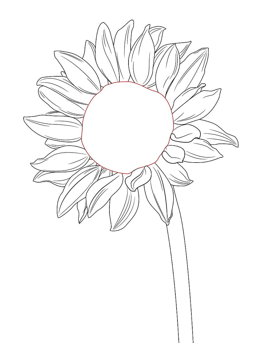 680+ Sunflower Pencil Drawing Illustrations, Royalty-Free Vector Graphics &  Clip Art - iStock