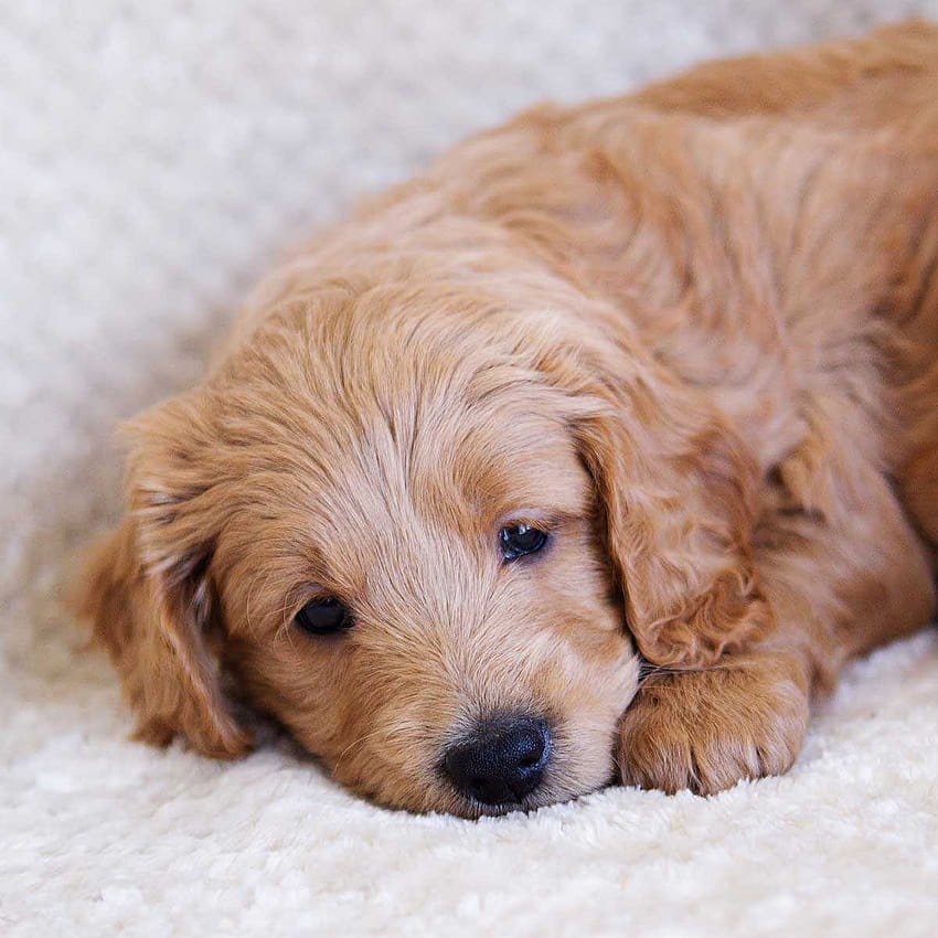 Of Goldendoodle Puppies Toy Mini For HD phone wallpaper
