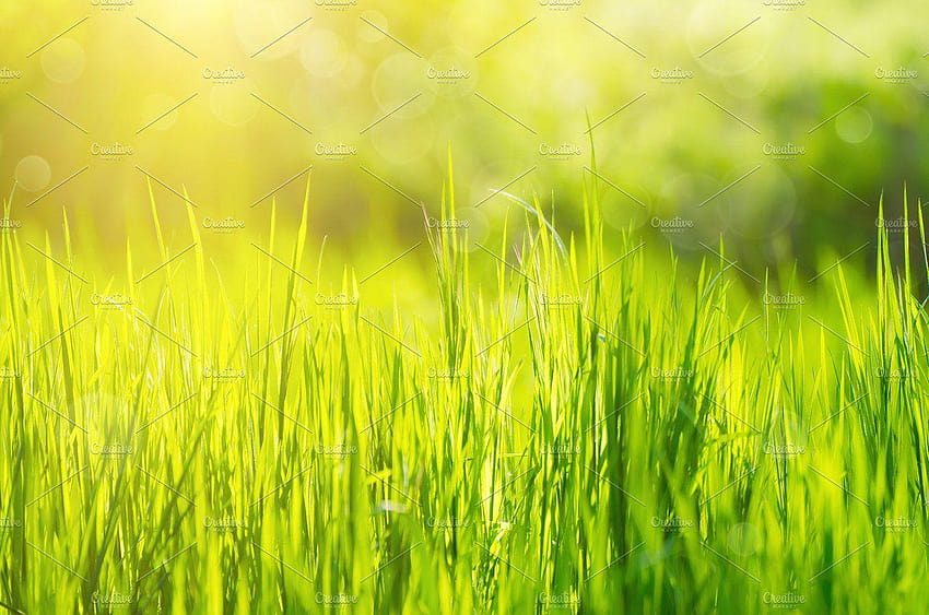 Green grass field backgrounds ~ Nature ~ Creative Market, sunny field background HD wallpaper