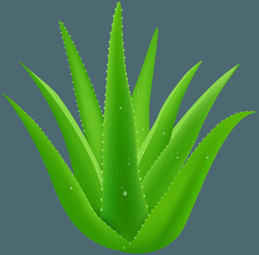 Aloe Vera PNG clipart Sfondo HD