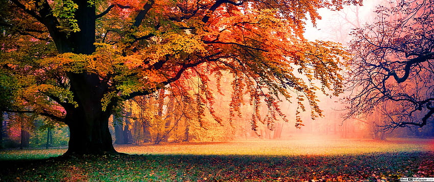 Tree in Misty Autumn Park, autumn 3440x1440 HD wallpaper