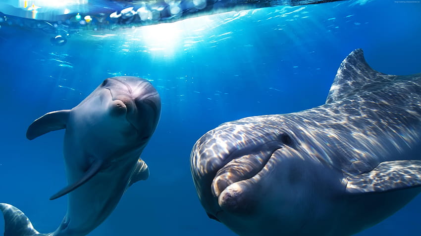 Dolphin Underwater Los mejores sitios de buceo, delfines bajo el agua fondo de pantalla