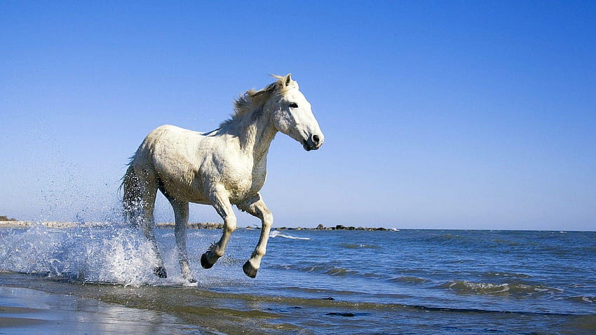 Caballo blanco corriendo en la playa de ancha, caballo blanco corriendo en la playa fondo de pantalla