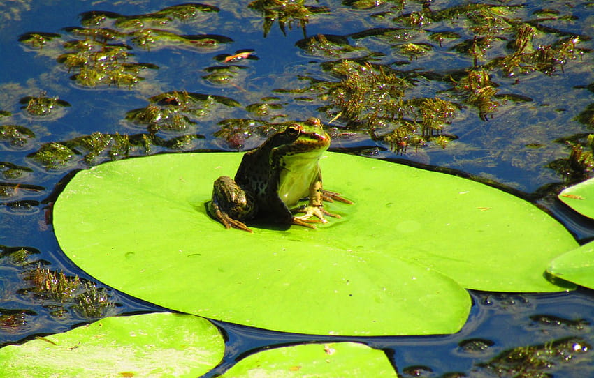 여름, 물, 조류, 개구리, 백합, 녹색, 두꺼비, 섹션 животные, 여름 개구리 HD 월페이퍼