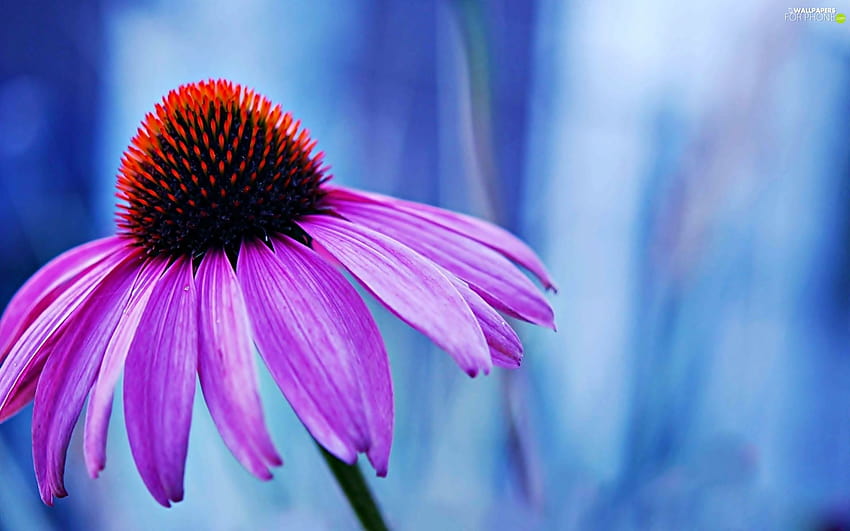 échinacée, violette, fleur, fleur d'échinacée Fond d'écran HD