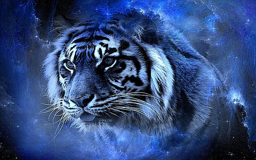 Tiger Beauty : : висока разделителна способност, harimau amoled HD тапет
