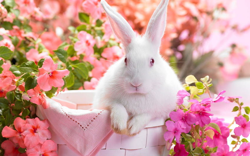 White Rabbit In Flower Pot HD wallpaper