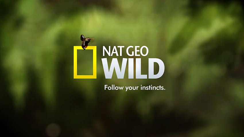 Nat Geo posted by Ryan Cunningham, national geographic logo HD wallpaper