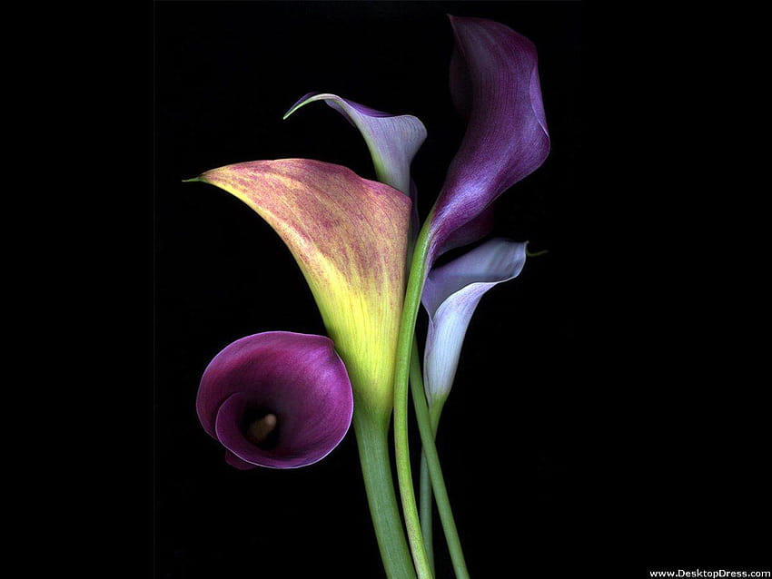 Calla Lily Photos Download The BEST Free Calla Lily Stock Photos  HD  Images