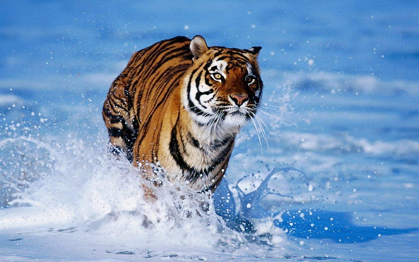 Brownish Orange Tiger, orange tigers HD wallpaper