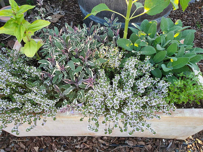 Отглеждане на билки 101: Как да създадете кухненска билкова градина, на закрито или навън ~ Homestead and Chill HD тапет