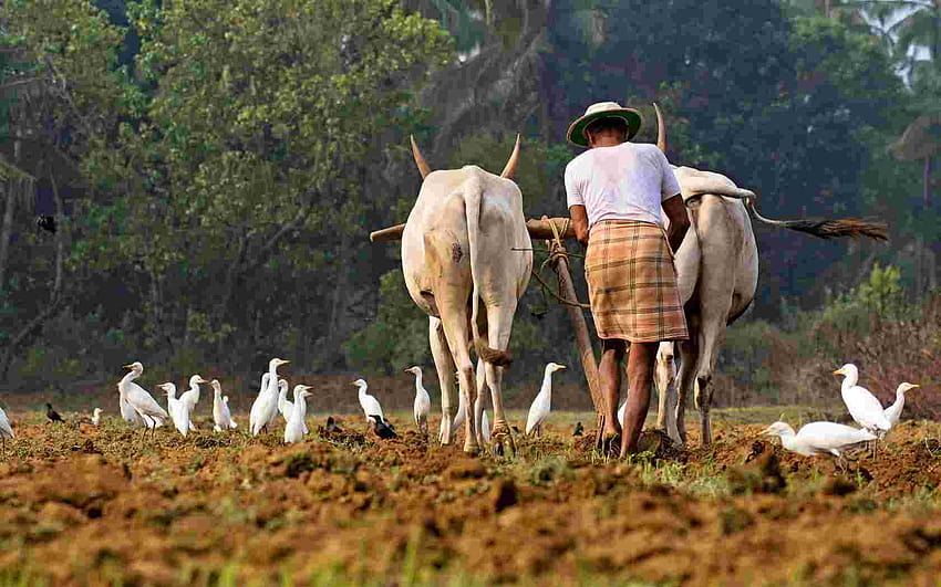 ชาวนาอินเดียในฟาร์มของเกษตรกรฟาร์มอินเดีย [1680x1050] สำหรับมือถือและแท็บเล็ตของคุณ วอลล์เปเปอร์ HD