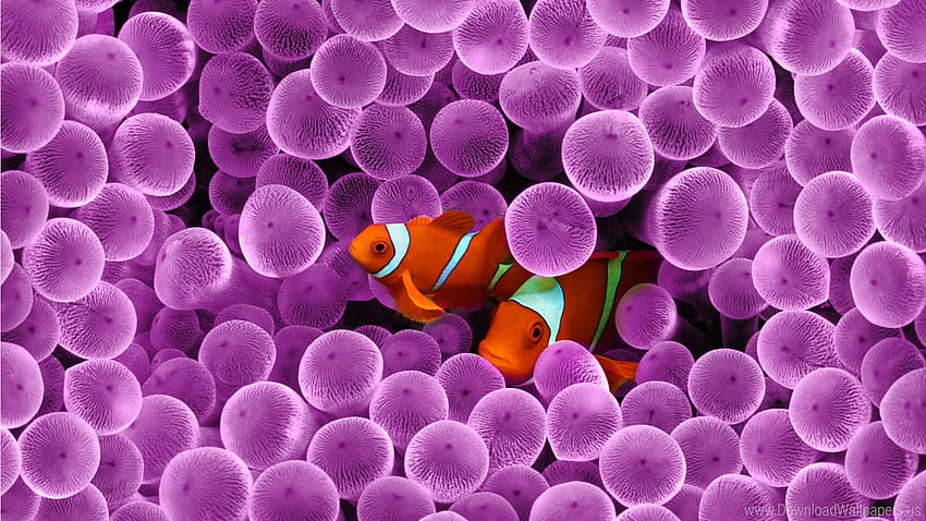 Buy Avikalp Exclusive Awi2980 Sea Animals Clownfish Fish Sea Anemones Full  HD Wallpapers 304cm x 243cm Online at Low Prices in India  Amazonin