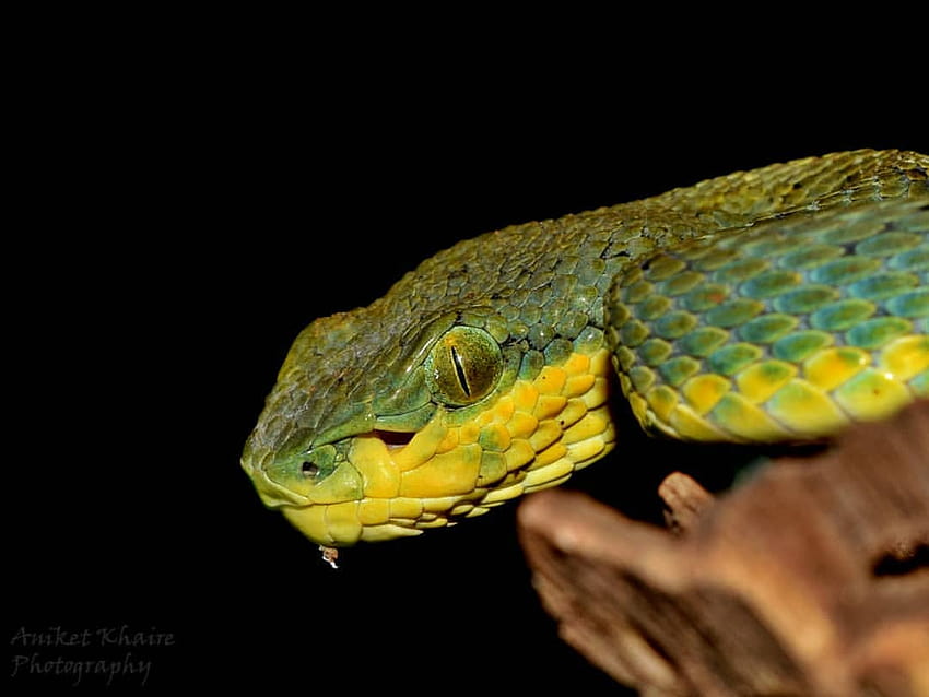 tagged with on instagram, trimeresurus popeorum HD wallpaper