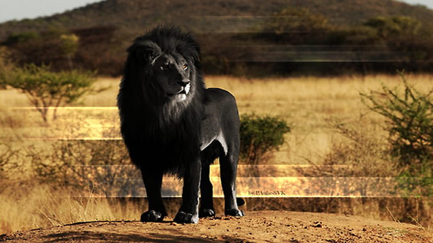 lion noir et dangereux Fond d'écran HD