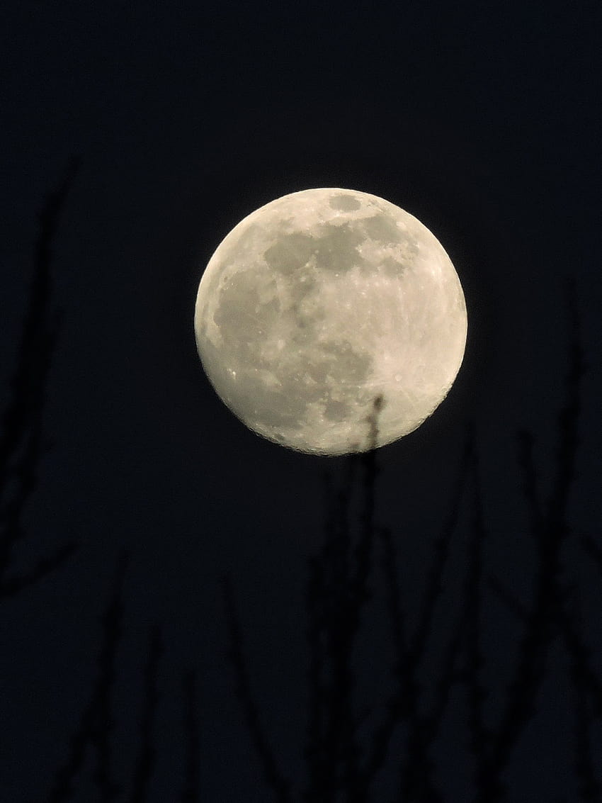 See the 'super pink moon' tonight, but don't expect it to look much different HD phone wallpaper