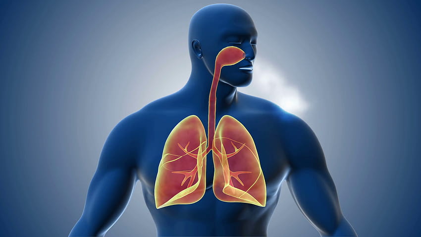 Visualização do sistema respiratório humano. Fundos de movimento papel de parede HD