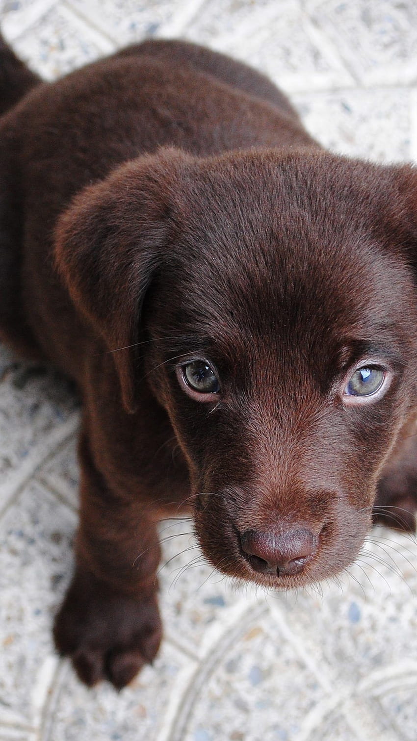 Page 2 | cute brown puppy HD wallpapers | Pxfuel